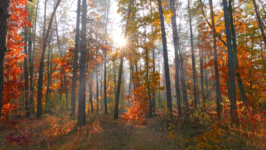 Autumn nature forest landscape. Autumn is in full swing. Walk through the magnificent autumn forest with red and orange trees. Sun rays make their way through foliage. Autumn in the park. Royalty-Free Stock Footage #1057775800
