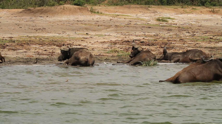 Cape buffalo (Syncerus caffer) in kazinga channel