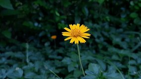 Beautiful wild single yellow flower swinging background video very fresh and blossoming in nature.