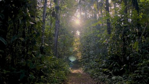 Amazon Jungle Walkthrough Deep Forest - Dolly Shot in South America