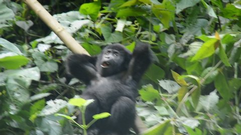 Gorillas playing around in Uganda.