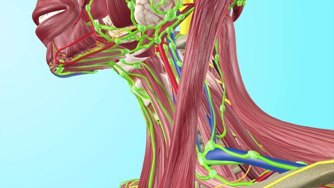 Cervical Lymph Nodes with Full Body Muscles Circulatory Veins Arteries Lymphatic System 
