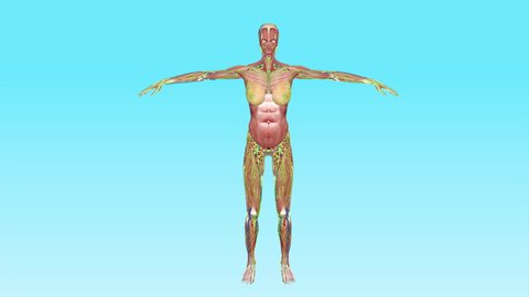Female Full Body Anatomy in T-Pose Body Muscles Circulatory Veins Arteries Lymphatic System 