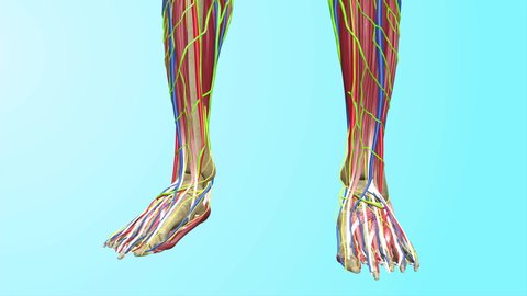 Human body Anatomy Leg Focus  Body Muscles Circulatory Veins Arteries Lymphatic System 