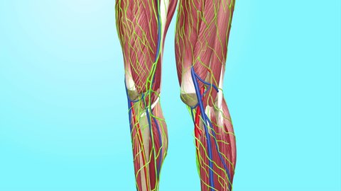 Human body Anatomy Knee Focus Body Muscles Circulatory Veins Arteries Lymphatic System 