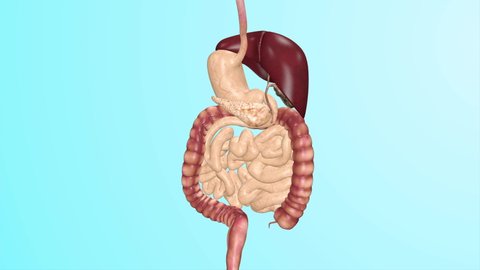 3D Animated Human Digestive System Close Up Presentation Medical Analysis Education 4K UHD