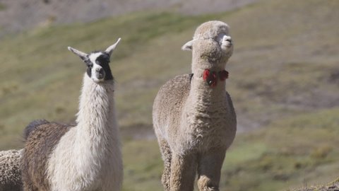 An alpaca and a llama in the Peruvian Andes. The alpaca has a ribbon around its neck.