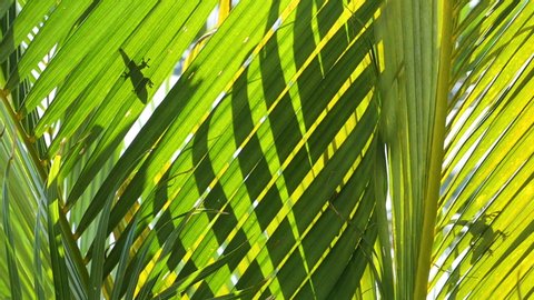 2 silhouettes of anoles sunbathing on palm leaves