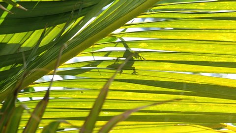 Silhouette of an anole crosses on top of a palm leaf