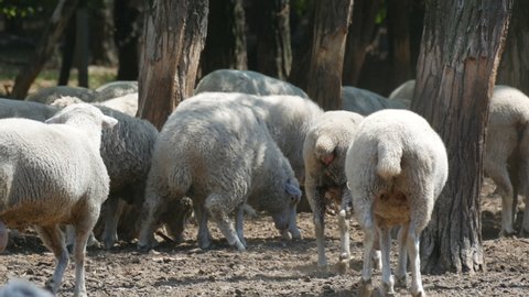 A huge flock of white sheep, lambs, adults and small ones, in a special fenced pasture.