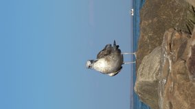 vertical video. a Seagull sits on the rocks against the background of a calm sea in summer. boat in the distance