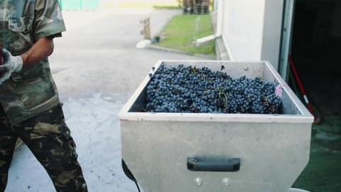 Pouring Ripe Grapes Into Grinder Crop Stock Footage Video (100% Royalty