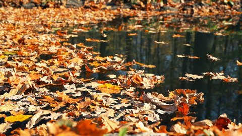 Dried autumnal fallen oak leaves floating on surface of water pond or lake at scenic park or forest on bright sunny day. Fall golden foliage with trees reflection. Autumn nature color background