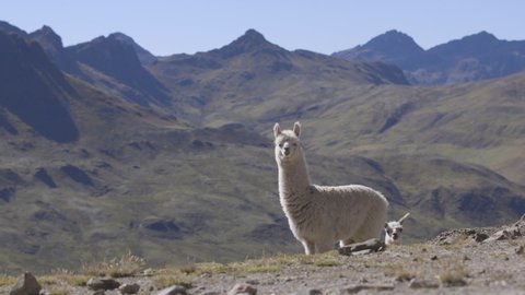 An alpaca standing alone on a mountain in the Peruvian Andes. The alpaca grazes and then to face the camera.