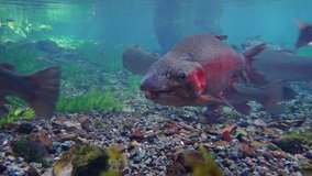 Underwater shot of a rainbow trout swimming in clear water