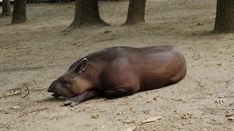 tapir in the zoo enclosure