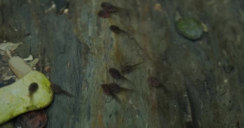 tadpoles of frogs in the river