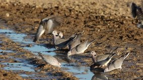 Cape turtle doves (Streptopelia capicola) drinking water, Kalahari desert, South Africa