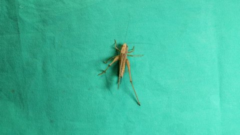 katydid is walking on a green background
katydid isolated.
insect on a green background.
insect isolated.
insects, insect, bugs, bud, animals, animal, wildlife, wild nature, garden, park, life