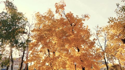 Yellow maple leaves. Autumn foliage on tree branches in nature in the sun. yellowed leaves on maple tree in a city park. colorful leaves on tree branches. Golden autumn. 스톡 비디오