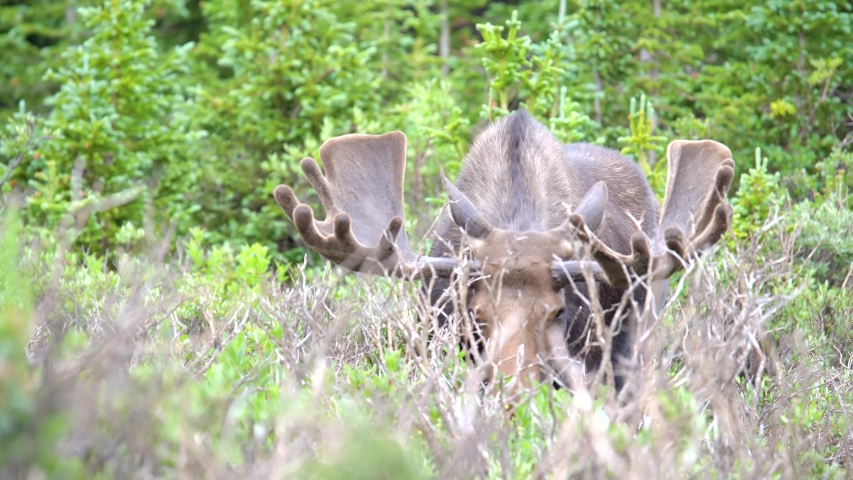 Closeup view of moose grazing in the forests of Rocky Mountains