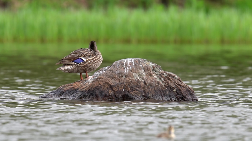 Mallard duck standing on a rock in the middle of a lake