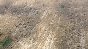 rye field crumpled after rain aerial video.
