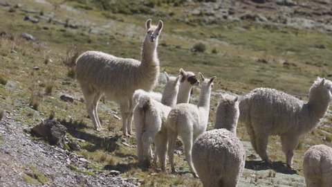 A group of wild alpacas and llamas in the Peruvian Andes.