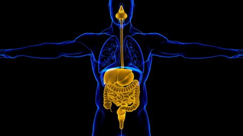 Human Digestive System Anatomy For Medical Concept 3D Illustration