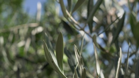 Motion shot of approach to group of green olives in the olive tree. Shallow depth of field. Handheld