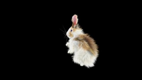 Rabbit Dancing CG fur, 3d rendering, animal realistic CGI VFX. composition 3d mapping, cartoon, Included in the end of the clip with Alpha matte.