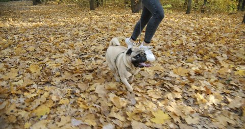 Cute pug dog running with owner in beautiful autumn forest park. Playful. Enjoy golden yellow leaves. Dog on leash. Nice autumn weather for a walk and activity. Slow motion 