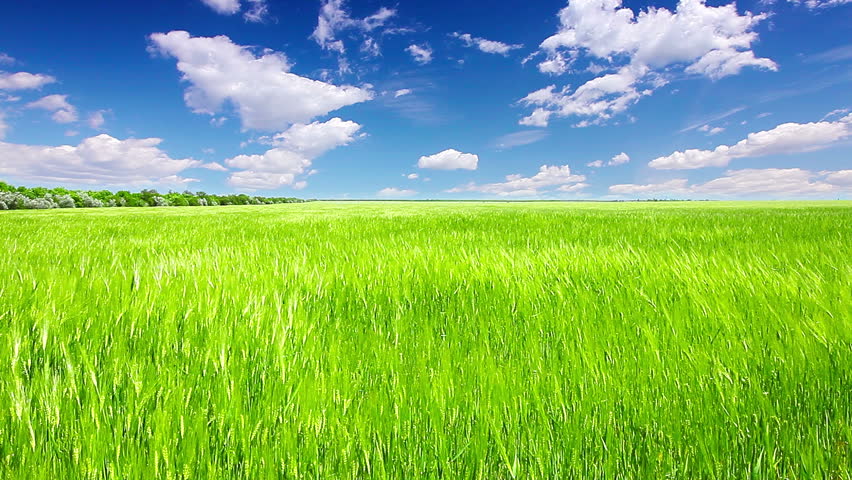 green wheat field timelapse Stock Footage Video (100% Royalty-free ...