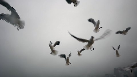 seagulls flying against background of blue sky and white clouds.