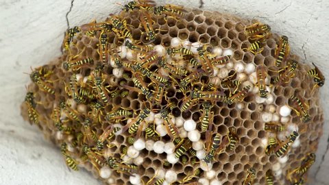 SLOWMOTION - wasp nest - wasps flying