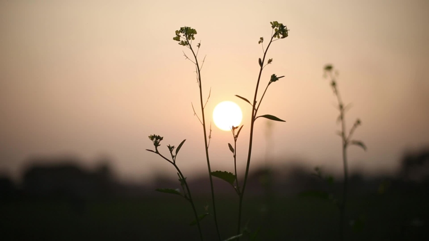 Sun Set and Sun Rising Beautiful Moment  | Shutterstock HD Video #1057821304