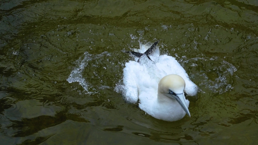 Gannet swimming and flapping wings in water
