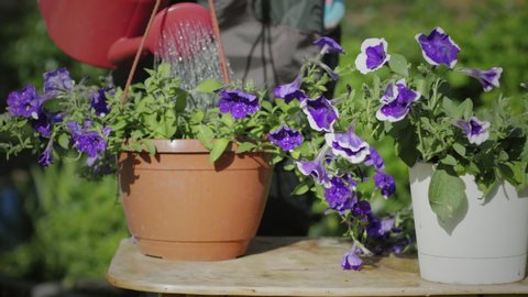 Water the flowers in the garden. Petunias and caliberhoa in the garden. Watering and caring for flowers