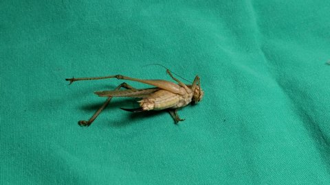 katydid
insect  pretends to be dead.
katydid isolated.
insect on a green background.
insect isolated.
insects, insect, bugs, bud, animals, animal, wildlife, wild nature, garden, park, life