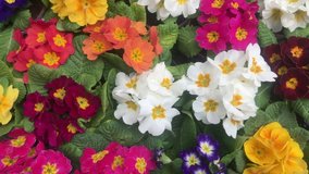 Aerial shot 4K video Macro Detail natural background image made of small colorful flowers vivid side-by-side composition buying now.