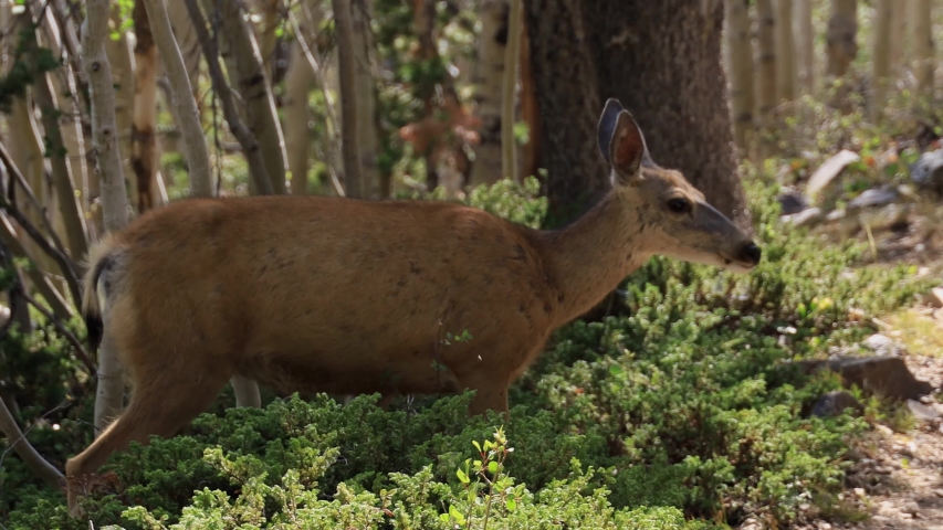 Deer walking along the Alpine Lakes Trail at Great Basin National Park, Nevada | Shutterstock HD Video #1057830391