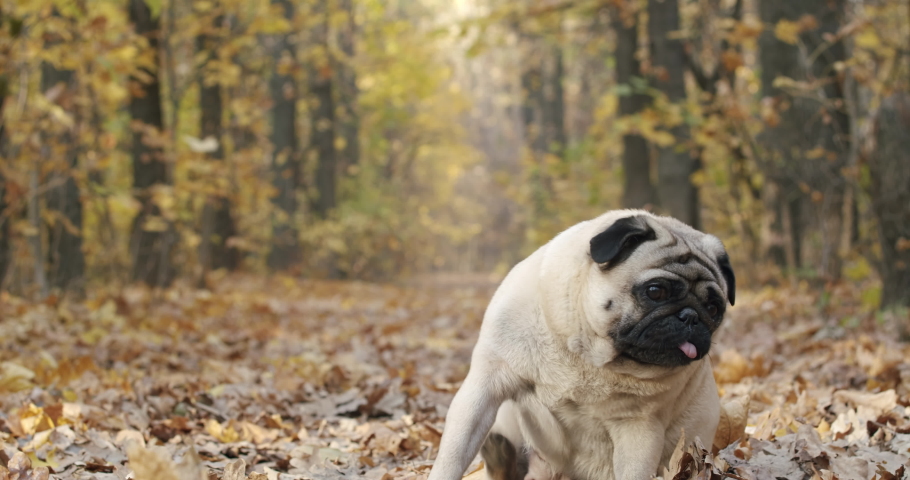 Pug dog is scratching, itching its body outdoors. Autumn season. Ticks, fleas parasites in autumn leaves, leaf piles. Pet health safety and care concept outside Royalty-Free Stock Footage #1057831852