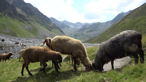 Herd of peasant sheep grazing on green alpine pasture in bright summer day in Tyrol. In the mountains of Austria.