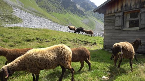 Herd of peasant sheep grazing on green alpine pasture in bright summer day in Tyrol. In the mountains of Austria.