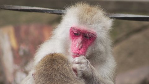 Japanese macaque grooming another one. Handheld, shallow focus