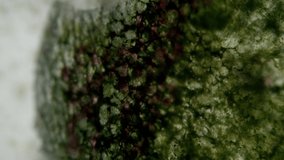 Steady microscopic algae element from the Contagion Collection - Microscopic Video Element