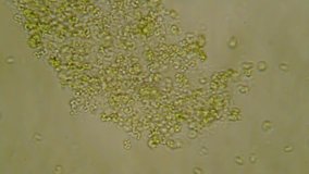 Scattered microscopic bacteria element from the Contagion Collection - Microscopic Video Element