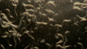 Microscopic worms floating over a dark background from the Contagion Collection - Microscopic Video Element