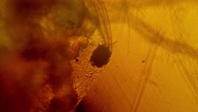Close up view of microscopic parasites crawling in an orange fluid from the Contagion Collection - Microscopic Video Element