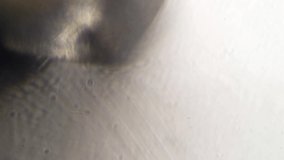 Close up view of microscopic parasite legs in motion from the Contagion Collection - Microscopic Video Element